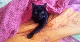 kévin pet sitter à VER SUR MER 14114_3