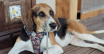 laura pet sitter à BREST 29200_1