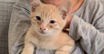 nicolas pet sitter à MAROLLES EN BRIE 94440_3