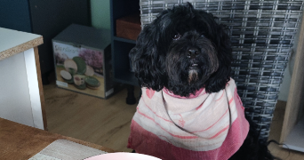 fabien pet sitter à SEINGBOUSE 57455_5