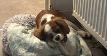 laurent pet sitter à HUNINGUE 68330_6