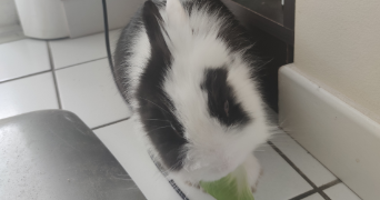 ambre pet sitter à DOMONT 95330_1