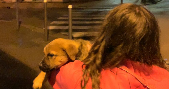 olesea dog sitter à AULNAY SOUS BOIS 93600_1