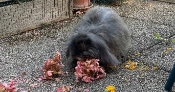 valerie pet sitter à LYON 03 69003_7