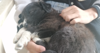 mélyne pet sitter à MARSEILLE 04 13004_2