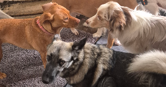 amelia pet sitter à PORNICHET 44380_4