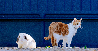 claudie pet sitter à MONTIVILLIERS 76290_1
