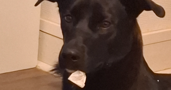 emmanuelle pet sitter à VIGNEUX SUR SEINE 91270_6