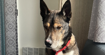 sarah pet sitter à ORLEANS 45100_0