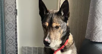 sarah pet sitter à ORLEANS 45100