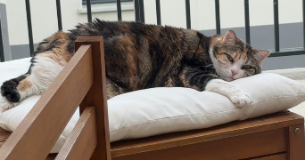 amélie pet sitter à REIMS 51100_6