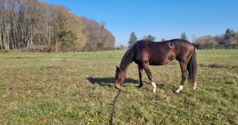 noelia pet sitter à GEMOZAC 17260_2