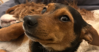 alison pet sitter à Mareil le Guyon 78490_1