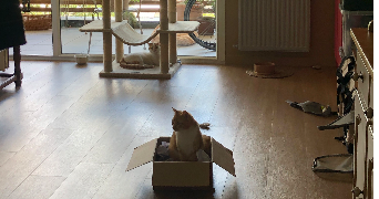 nina pet sitter à Domancy 74700_2