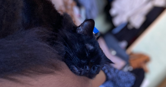 floriane pet sitter à BOBIGNY 93000_5