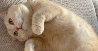 agathe pet sitter à PARIS 17 75017_3