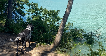 eulalie pet sitter à MULHOUSE 68100_1