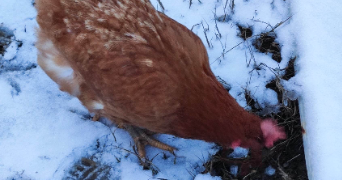 françois pet sitter à VERDUN SUR GARONNE 82600_6