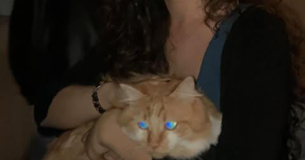 maële cat sitter à PAU 64000_3