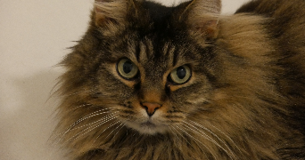 gauvain pet sitter à LYON 07 69007_1