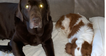 valerie pet sitter à ROMANS SUR ISERE 26100_4