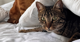 lea pet sitter à THORIGNY SUR MARNE 77400_1