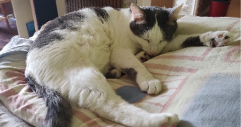 nora pet sitter à JOUGNE 25370_3