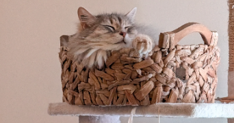 coralie pet sitter à CHATEAUNEUF SUR LOIRE 45110_3