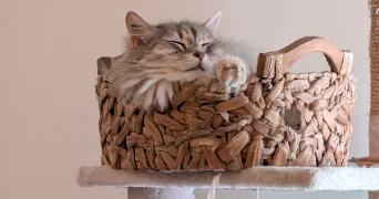coralie pet sitter à CHATEAUNEUF SUR LOIRE 45110