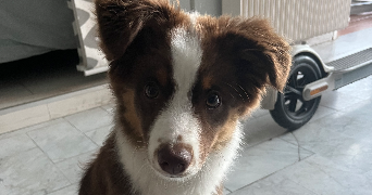 jade pet sitter à CAGNES SUR MER 06800_2