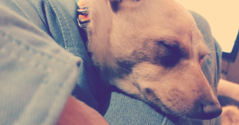 laurence pet sitter à Paris 75020_2