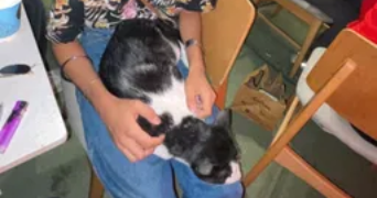 dhananjay pet sitter à ST OUEN SUR SEINE 93400_1