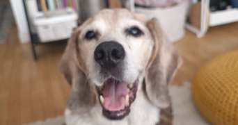 nathalie pet sitter à MAINTENON 28130_1