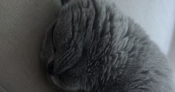 chaimae cat sitter à COMBS LA VILLE 77380_1