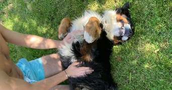 ethan pet sitter à LEVALLOIS PERRET 92300_3