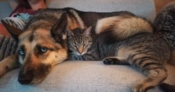 gaëlle pet sitter à Thones 74230_2