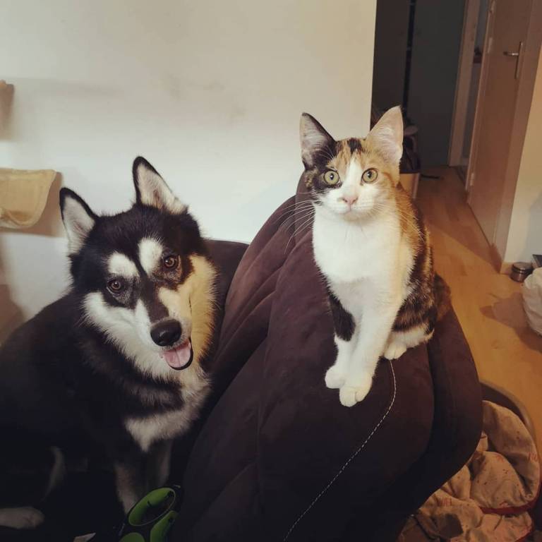 Charlotte pet sitter à Piriac-sur-mer  44420