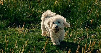 colombe pet sitter à Issy les moulineaux  92130_3