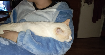 edgar pet sitter à AUBERVILLIERS 93300_3