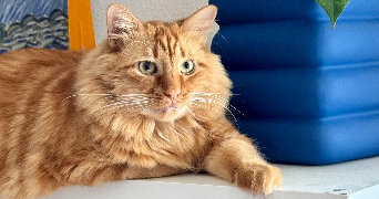 anna pet sitter à ILLZACH 68110_2