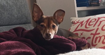 annabelle pet sitter à ORGEVAL 78630_1