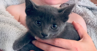 nicolas pet sitter à MAROLLES EN BRIE 94440_4