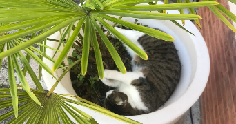 jeanne pet sitter à La Tronche 38700_4