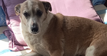 laura pet sitter à ALGRANGE 57440_6