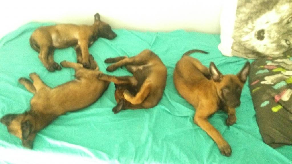 Gia pet sitter à Vallorcine 74660_7