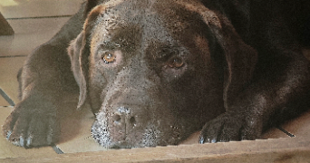 maëlig pet sitter à VERLINCTHUN 62830_2