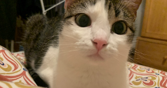 christelle pet sitter à TOULON 83000_0