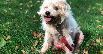 pauline pet sitter à Montdragon 81440_2
