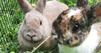 Delphine pet sitter à Deuil-la-Barre 95170_9