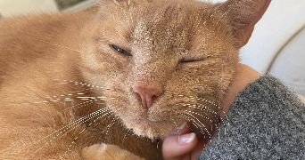 lucie pet sitter à METZ 57000_1